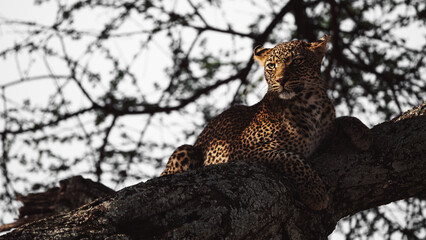 Wildlife Photography of African Leopard, Serengeti, Tanzania