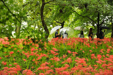Seasonal Harmony: Red Flowers and Greenery in Nature