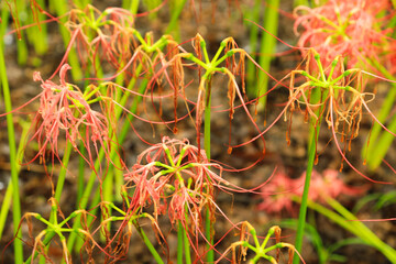 Fading Beauty: Wilting Red Spider Lilies at the End of Autumn