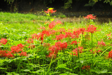 Vivid Contrast: Red Cluster Amaryllis in a Green Landscape