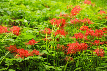 Red Spider Lilies Against Lush Green Foliage Background