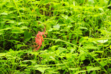 Close-up: Red Magic Lilies Thriving on a Green Leafy Bed