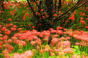 Autumn Scenery: Red Spider Lilies Blooming Around a Gnarled Trunk