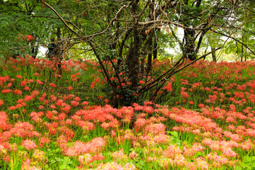 Lycoris Radiata: Flowers and Green Stems Surrounding a Dead Stump