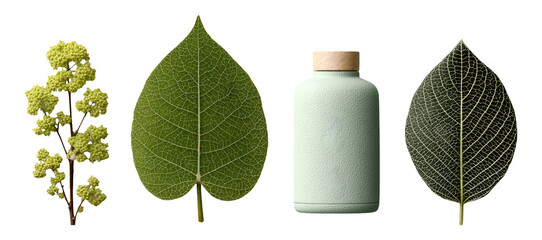 Isolated Green Leaves and Vase with Wooden Cap on Transparent Background