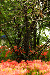 Scarlet Contrast: Vibrant Flowers and Dark Wood in the Field