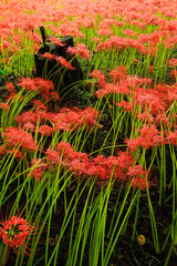 Scarlet Contrast: Vibrant Flowers and Dark Wood in the Field