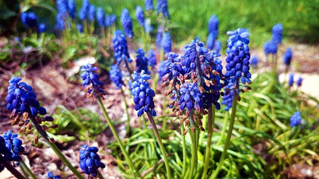 Grape hyacinths - Muscari armeniacum - with their vibrant purple flowers in spring. - Powered by Adobe