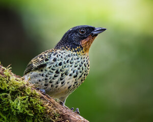 Rufous-throated Tanager (Ixothraupis rufigula) perched on mossy branch in humid Andean forest of Colombia