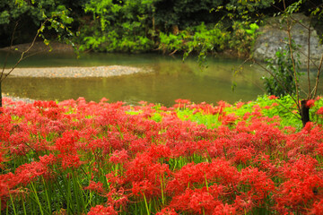 Full Bloom Red Lycoris Flowers (Spider Lilies) By The River
