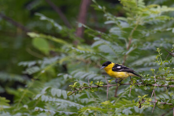 A vibrant yellow and black Common iora perched gracefully on a slender branch against a soft green background. The bird showcasing its bright and delicate details.