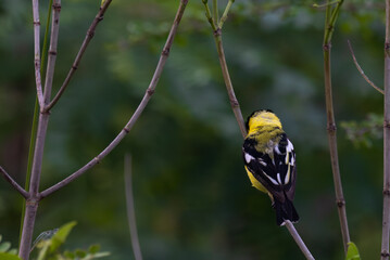 A vibrant yellow and black Common iora perched gracefully on a slender branch against a soft green background. The bird showcasing its bright and delicate details.