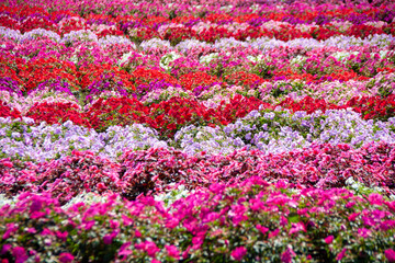 カラフルなサンパチェンスの絨毯（茶臼山高原）