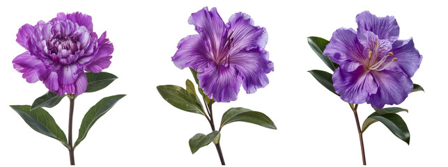 purple rhododendron flowers isolated on white background