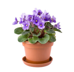 african violet in pot isolated on background.