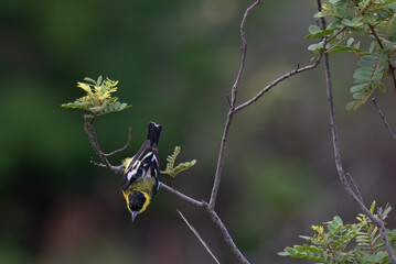 A vibrant yellow and black Common iora perched gracefully on a slender branch against a soft green background. The bird showcasing its bright and delicate details.