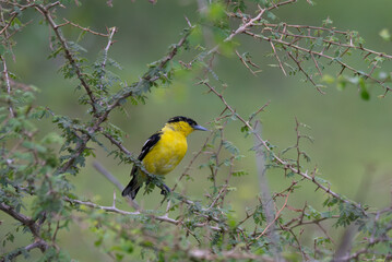 A vibrant yellow and black Common iora perched gracefully on a slender branch against a soft green background. The bird showcasing its bright and delicate details.