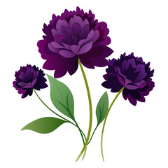 knautia-macedonia-dark-violet  on white