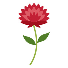  knautia macedonica on white background