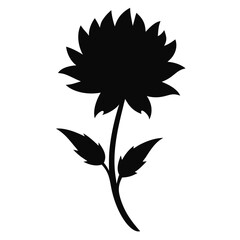  knautia macedonica widow silhouette vector on white