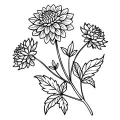  knautia macedonica widow line art flower on white background