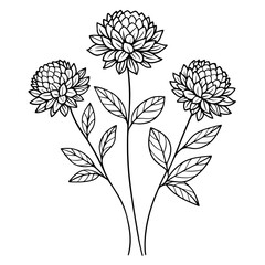  knautia mars midget on white background