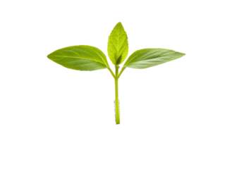 A delicate young green seedling with three leaves emerges from a thin stem against a stark black background