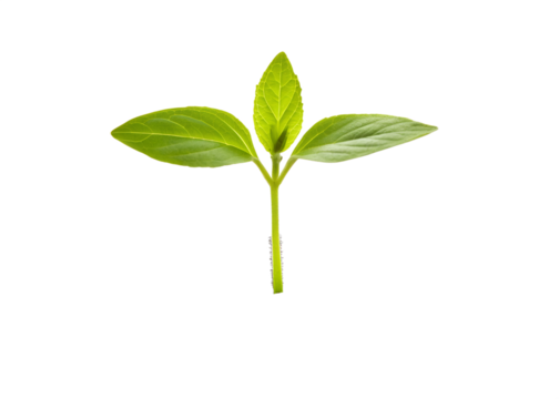 A delicate young green seedling with three leaves emerges from a thin stem against a stark black background