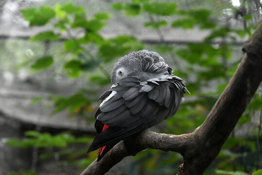 one grey Timneh Parrot clean its feather on the branch in the zoo