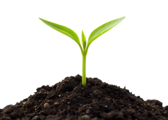 A small green sprout emerges from dark soil against a stark black background symbolizing new beginnings and growth