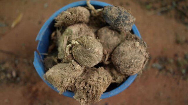 Freshly Harvested Organic Roots in Blue Bucket Gathered from Agricultural Field Surrounded by Earthy Soil and Natural Elements