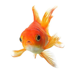 Fototapeta premium orange goldfish on transparent background, illustration