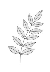 A detailed illustration of a delicate botanical leaf structure with intricate veining and a finely detailed surface texture.