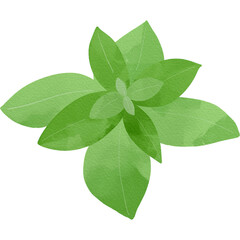 水彩風に描いたバジルのイラスト