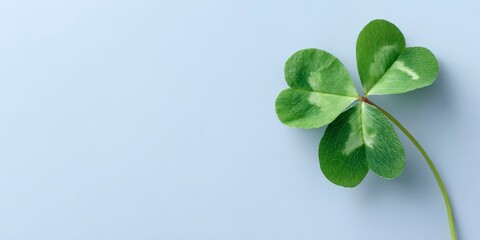 a four leaf clover on a light blue background, symbolizing good luck and st patrick day.