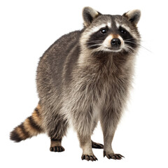 Obraz premium Standing racoon png standing png racoon png raccoon png animal png wildlife png forest png transparent background
