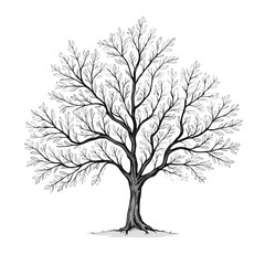 Detailed black and white illustration of a mature tree with full foliage in summer
