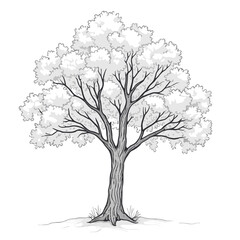 Detailed black and white illustration of a mature tree with full foliage in summer