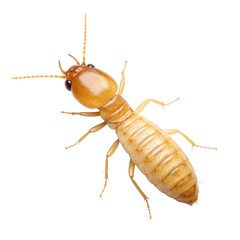 Termite on png termite png insect png pest png bug png transparent background