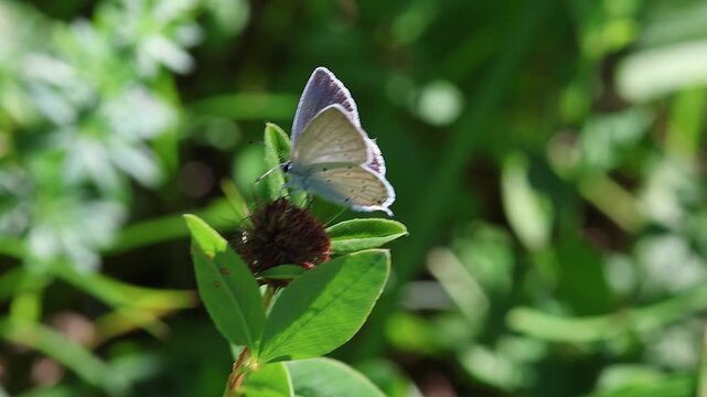 female cupido alcetas the Provencal short-tailed blue butterfly on faded trifolium pratense blossom