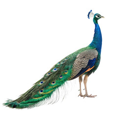 Obraz premium Train rattling peafowl on png train png rattling png peafowl png bird png animal png transparent
