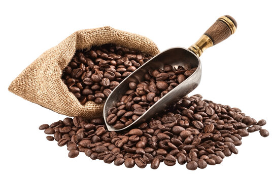 Freshly roasted coffee beans poured from burlap sack with metal scoop aromatic coffee preparation