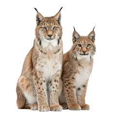 Poster Lynx Two lynx family couple sitting on png two png lynx png family png couple png sitting png animal png wildlife png transparent background image  © illustration