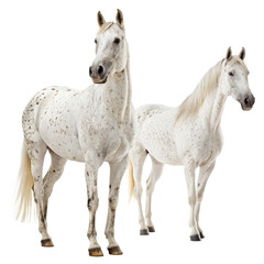 Obraz premium Two white appaloosa horse front and side view png two png white png appaloosa horse png front png side png view png animal png transparent background image