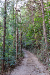 山登りする小さな道
