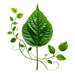 Lush green foliage entwines a large central leaf against black.