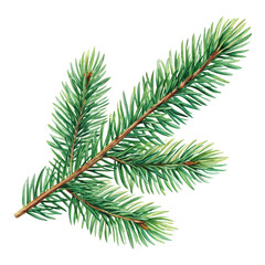 Obraz premium Watercolor drawing of a fir tree branch png watercolor png drawing png fir tree png branch png evergreen png transparent background image