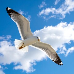 Fototapeta premium A graceful seagull in flight against a vibrant blue sky with fluffy clouds