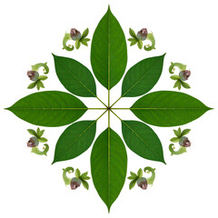 Fototapeta premium Green leaves and floral elements form a radial pattern on black.