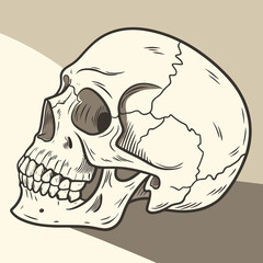 sketch of skull